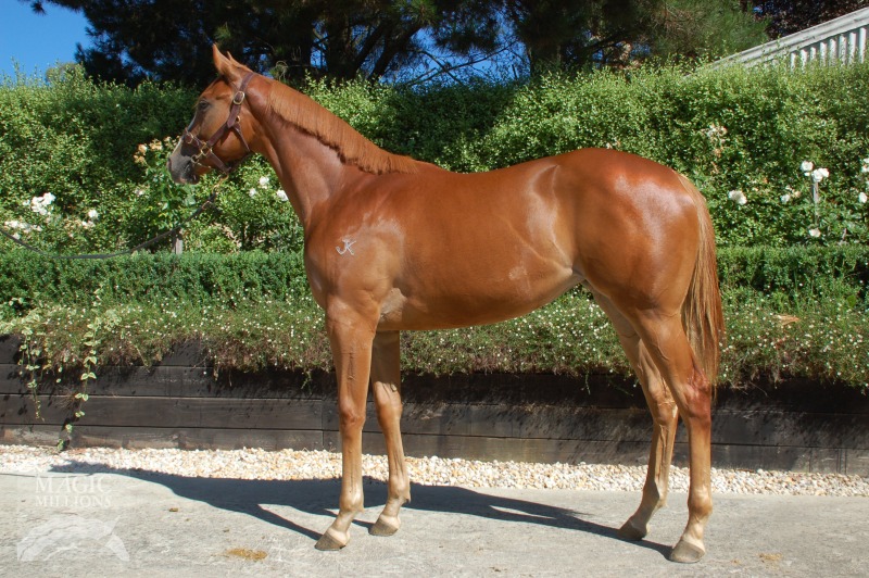 Snitzel (AUS) / Be Cool (NZ) - photo 1