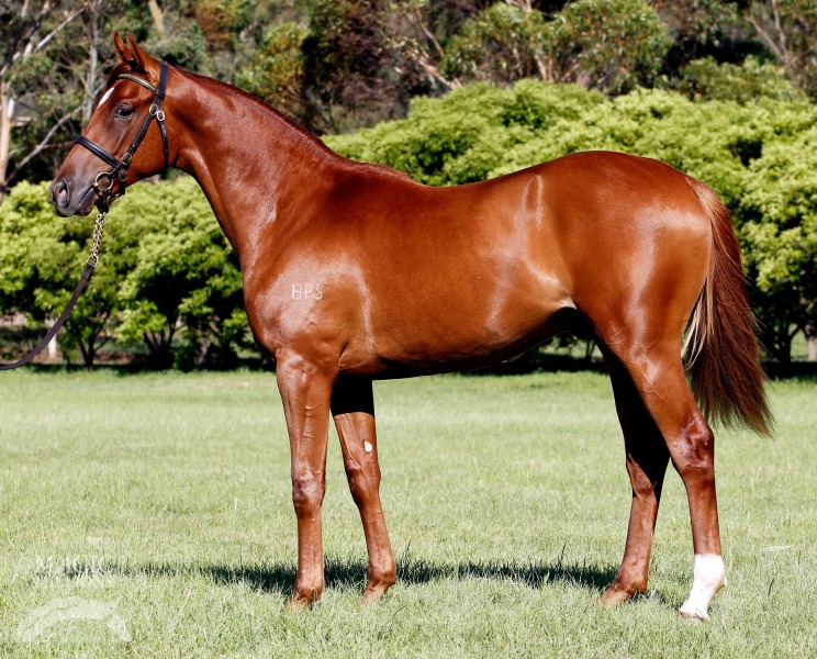 Hayne Plane (AUS) - photo 1