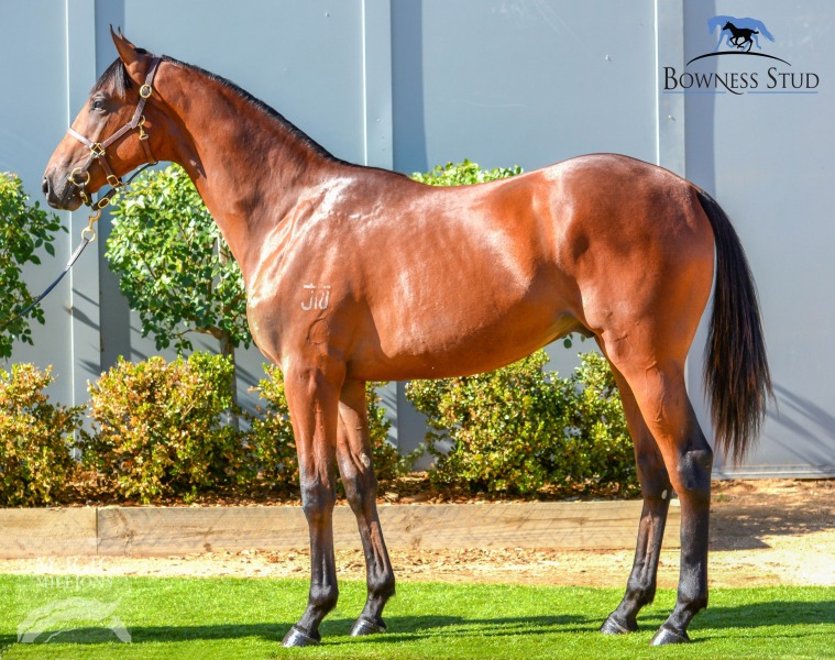 Authorized (IRE) / Blue Orchid (USA) - photo 1