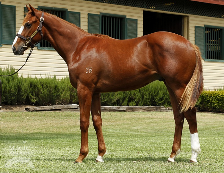 Husson (ARG) / Boganvillia (NZ) - photo 1