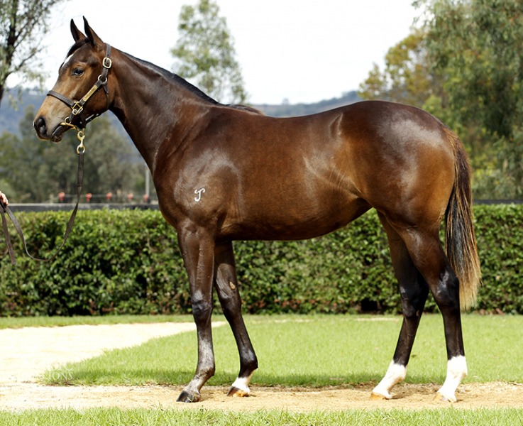 Can Dream (AUS) - photo 1