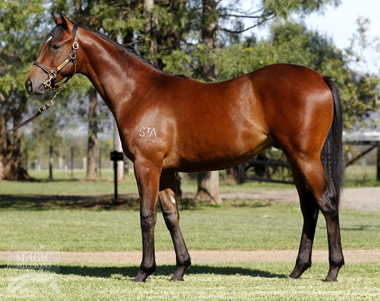 Dane Shadow (AUS) / Catrille (AUS) - photo 1