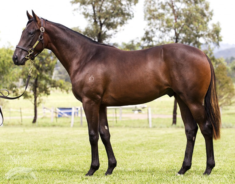 Zoffany (IRE) / Centaure (NZ) - photo 1