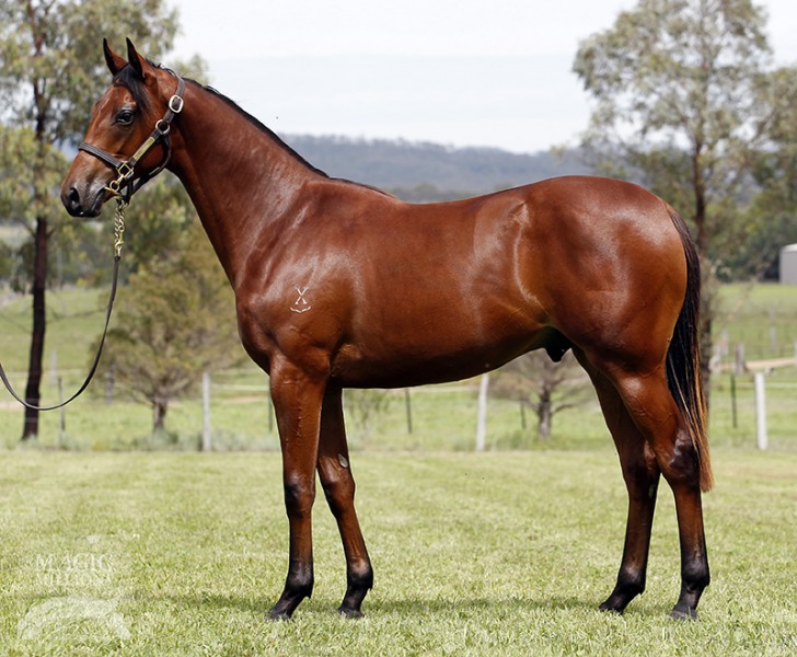 Mr Mistletoe (AUS) - photo 1