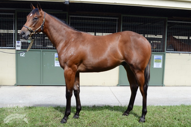 Zendaye (AUS) - photo 1