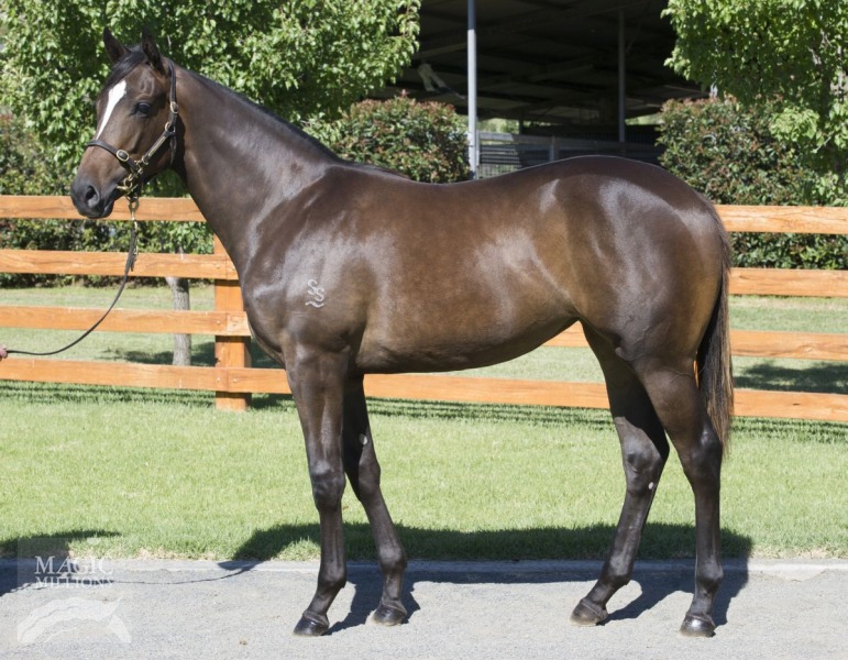 Dunamite (AUS) - photo 1