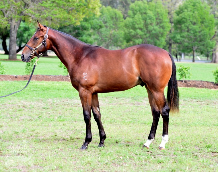 Fast Trick (AUS) - photo 1