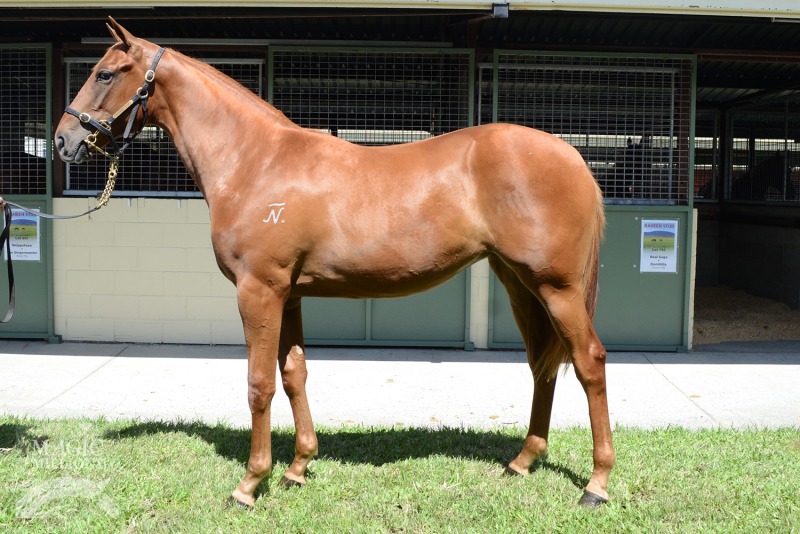 Sylpheed (AUS) - photo 1