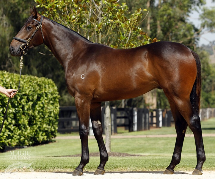 Uncle Mo (USA) / Drama (IRE) - photo 1