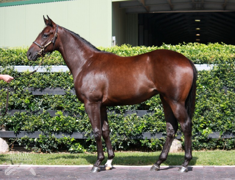 Show a Heart (AUS) / Exedra (AUS) - photo 1