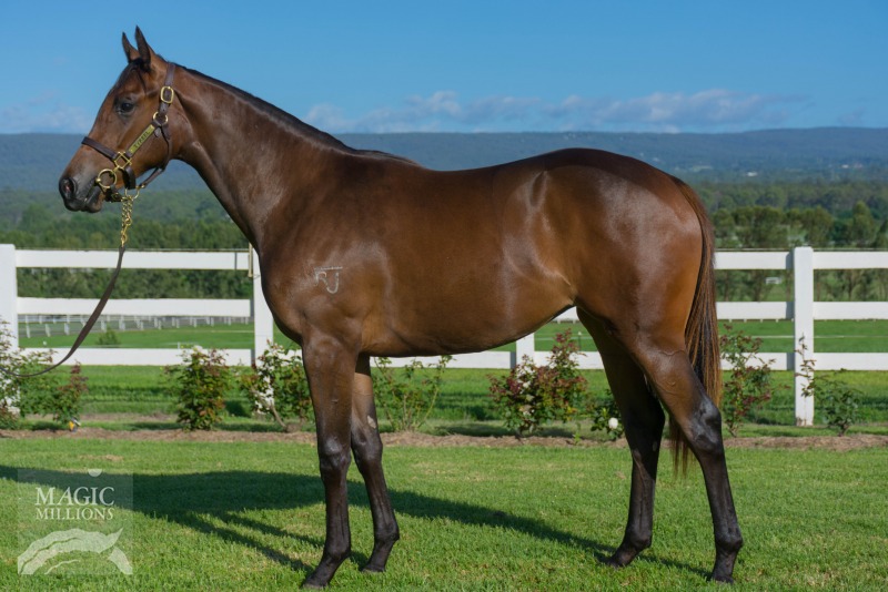 Fraar Jester (AUS) - photo 1