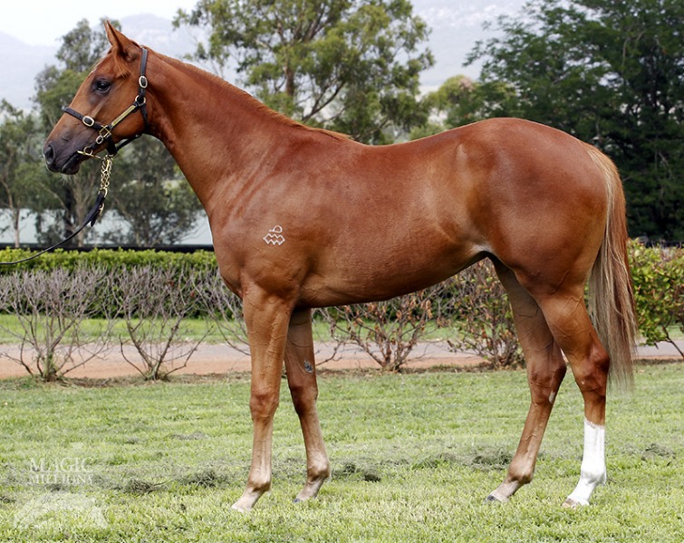 Starovski (AUS) - photo 1