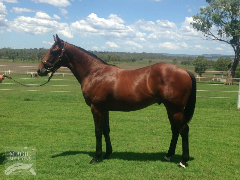 Excalibrator (AUS) - photo 1