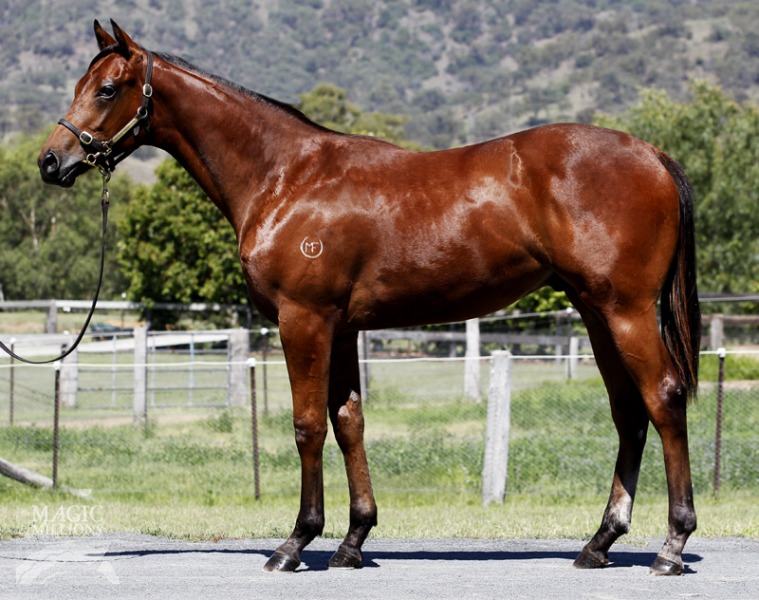 Wanted (AUS) / Gu Li (NZ) - photo 1