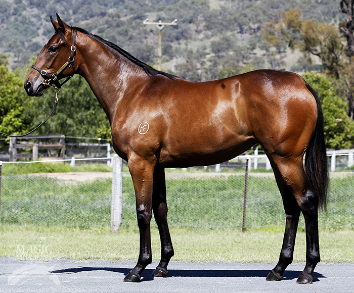 Layne's Star (AUS) - photo 1