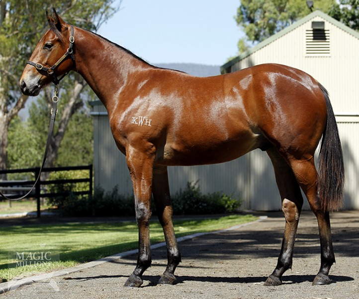 Charge Forward (AUS) / Jujitzel (AUS) - photo 1