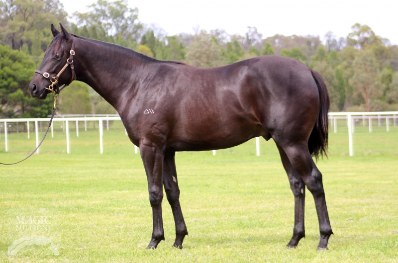 Commands (AUS) / Kennilworth (AUS) - photo 1