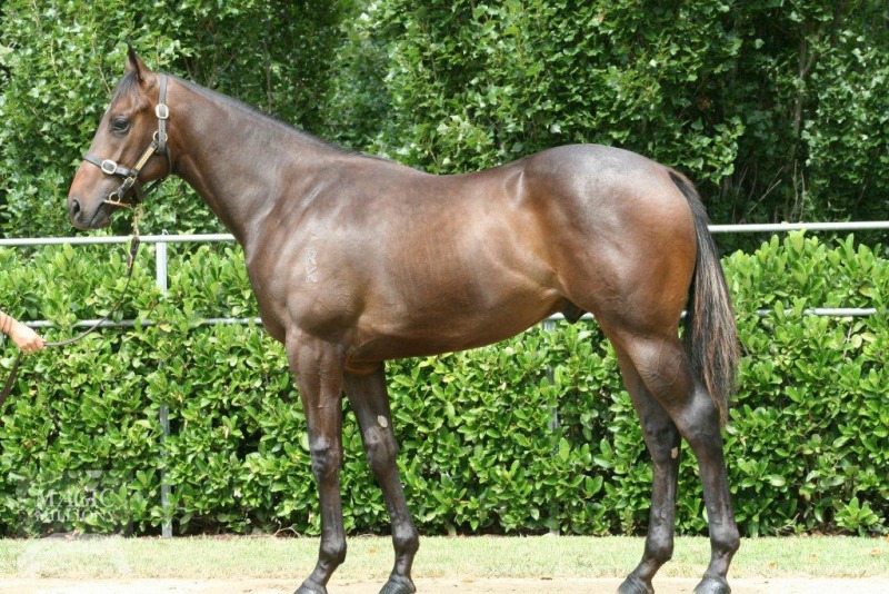 All American (AUS) / Lady Ice (AUS) - photo 1