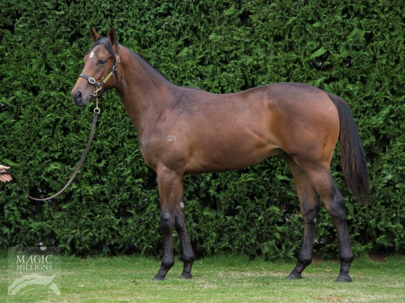 Toorak Toff (AUS) / Marple (USA) - photo 1