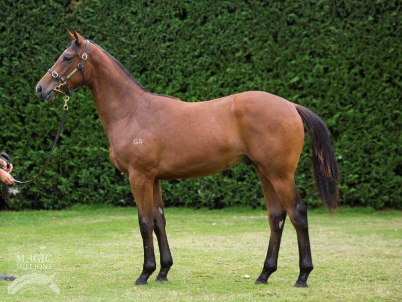 Star Witness (AUS) / Melody d'Amour (NZ) - photo 1