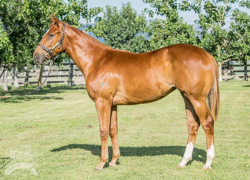 Choisir (AUS) / Miss Shamardal (AUS) - photo 1