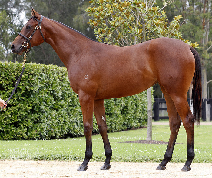 Moqueen (AUS) - photo 1