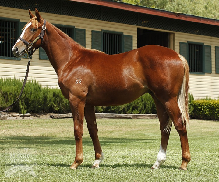 Pentire (GB) / Nobody Listens (NZ) - photo 1