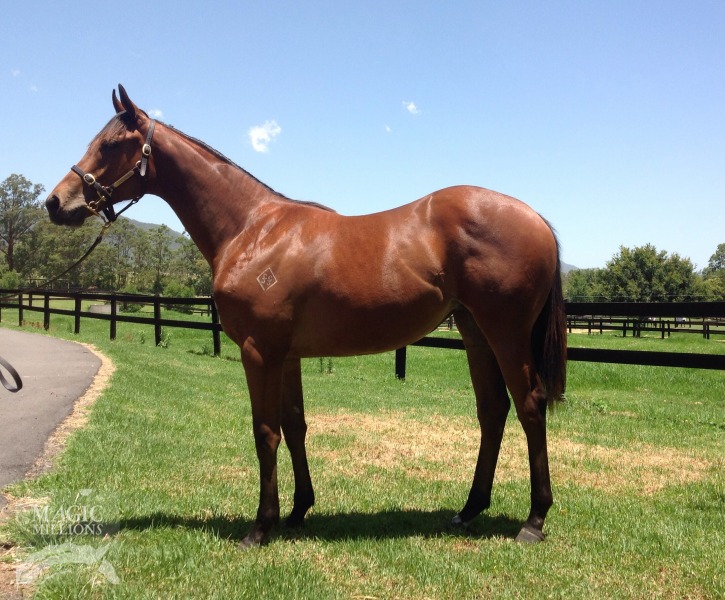 Reprimand (AUS) - photo 1