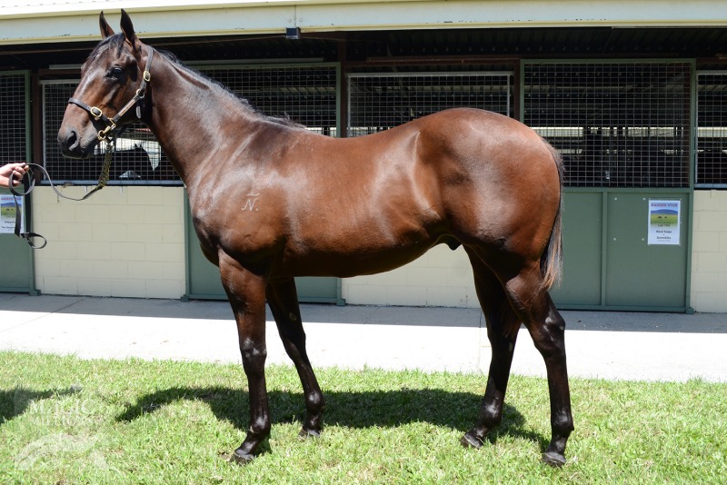 Captain Sonador (AUS) / O' Venus (AUS) - photo 1