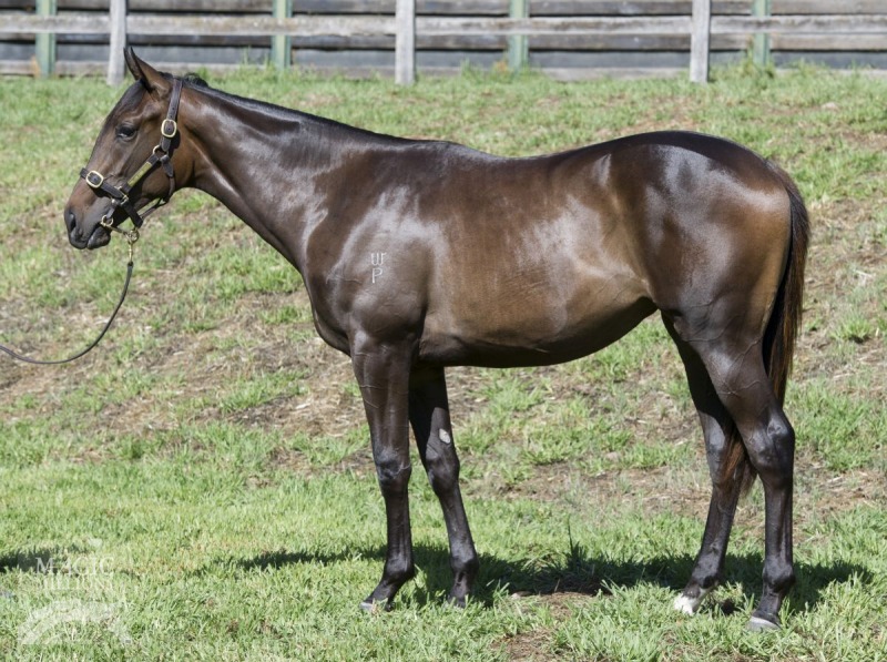 Faberge Lass (AUS) - photo 1