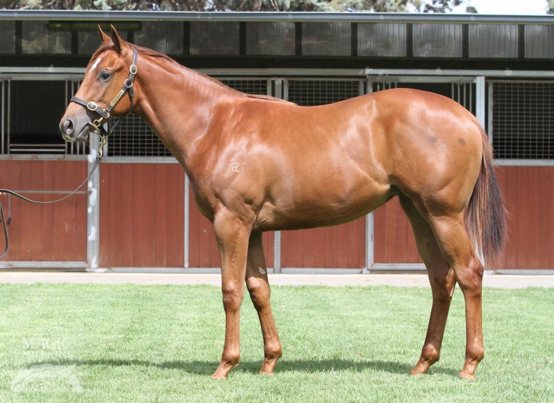 Magical Milly (AUS) - photo 1