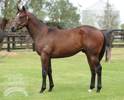 Al Maher (AUS) / Rapala (AUS) - photo 1