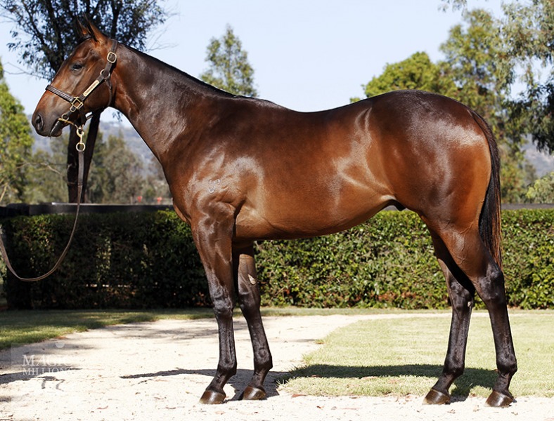 Hinchinbrook (AUS) / Red Centre (AUS) - photo 1