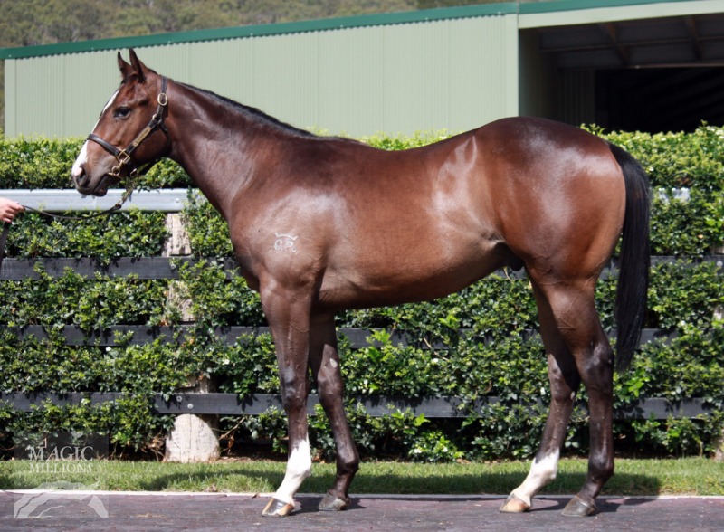 Real Saga (AUS) / Rejuvenate Lass (AUS) - photo 1