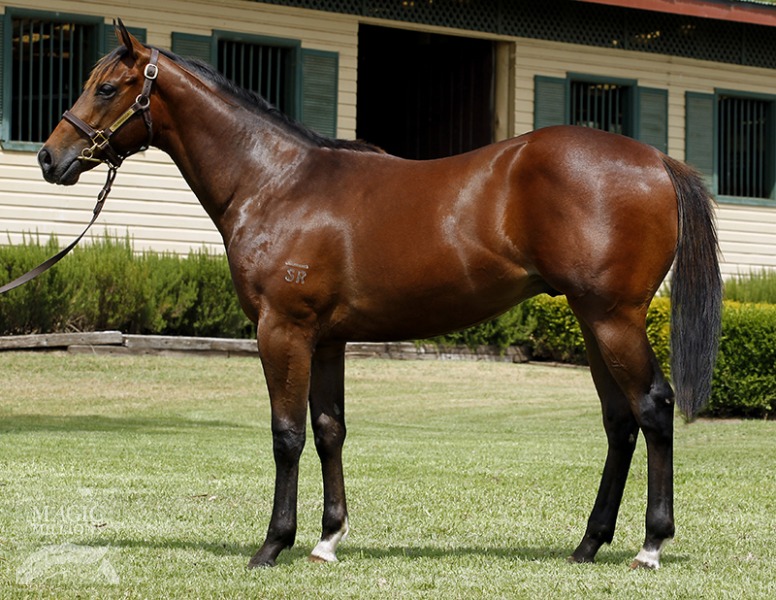 Nicconi (AUS) / Rhythm Beat (NZ) - photo 1