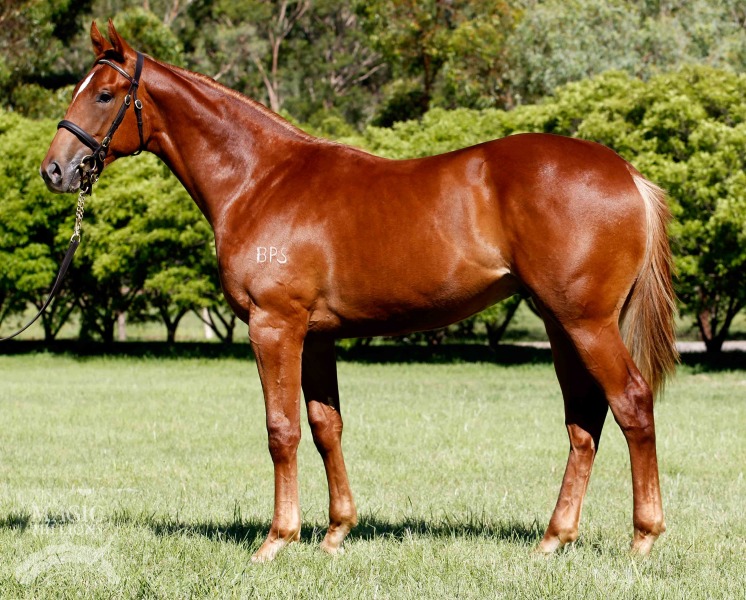 Blue Seal (AUS) - photo 1