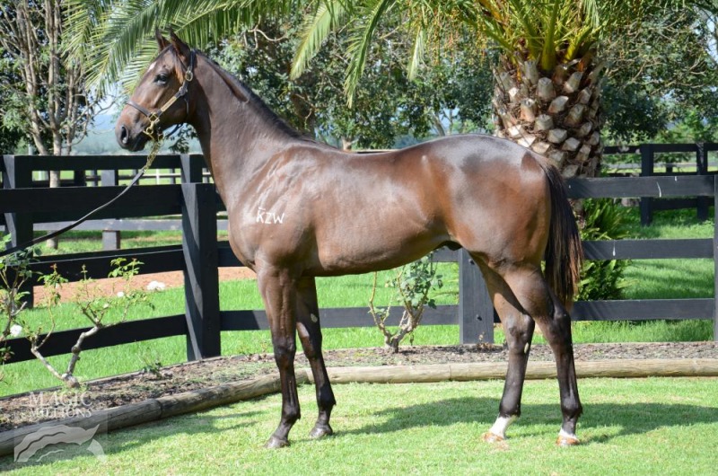 Show A Heart (AUS) / Secret Selection (AUS) - photo 1