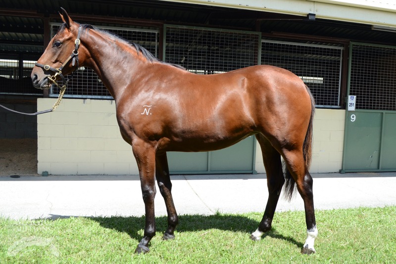 Mizaru (AUS) - photo 1