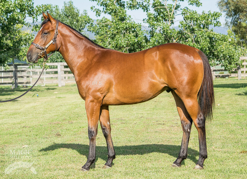 Zoffany (IRE) / She's Sirius (AUS) - photo 1