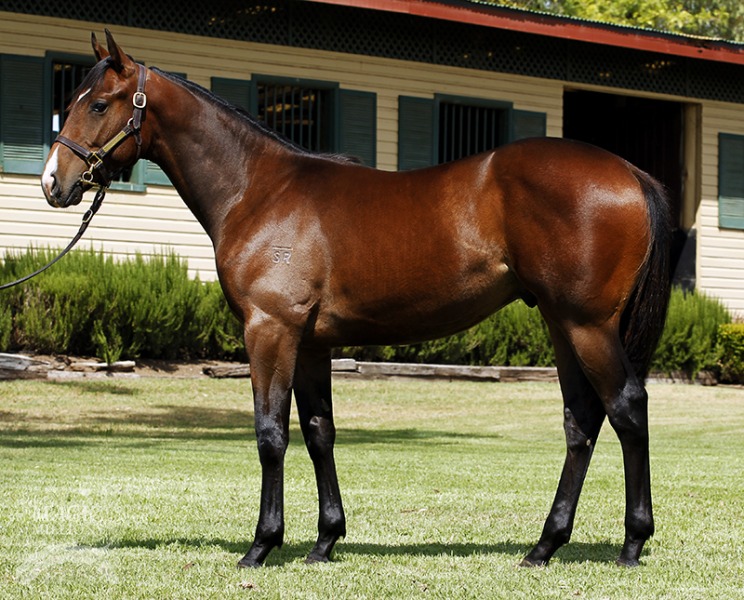 Zizou (AUS) / Sheza's Dream (AUS) - photo 1