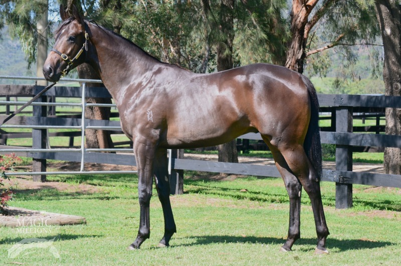 Rothesay (AUS) / Shimo Star (NZ) - photo 1