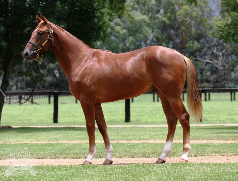 Silky Star (AUS) - photo 1