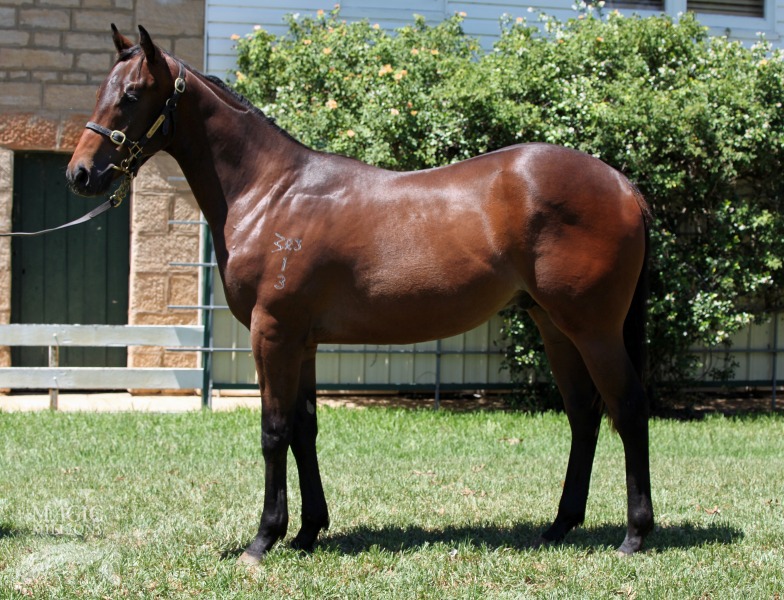 Snitzel (AUS) / Silver Moon (AUS) - photo 1