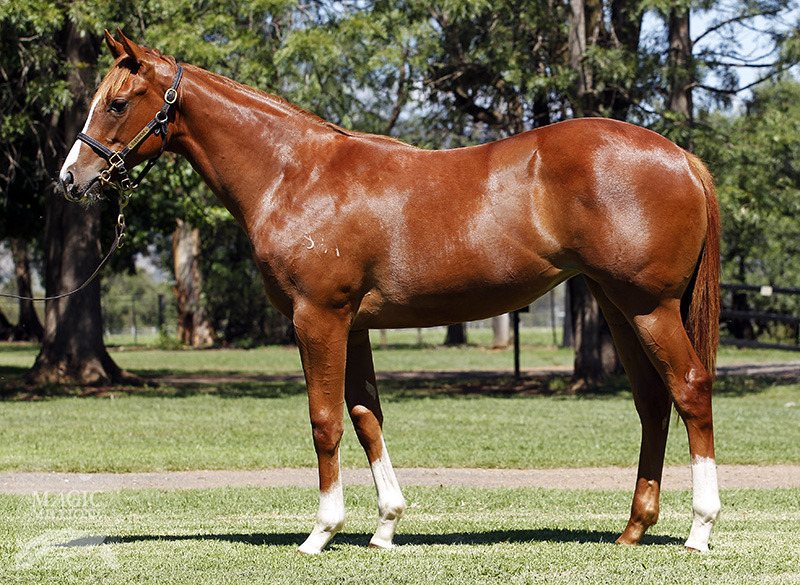 Testa Rossa (AUS) / Songs (AUS) - photo 1