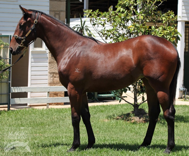 Nicconi (AUS) / Spirit of the Nile (AUS) - photo 1