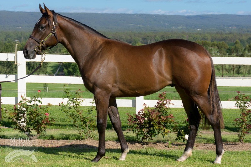 So You Think (NZ) / Starsphere (AUS) - photo 1