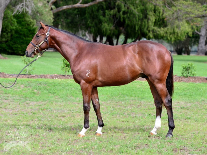 Intellect (AUS) - photo 1