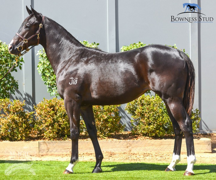 Denman (AUS) / Swanky Showoff (AUS) - photo 1