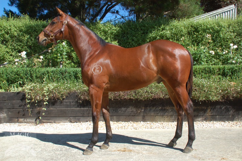 I Am Invincible (AUS) / Template (AUS) - photo 1