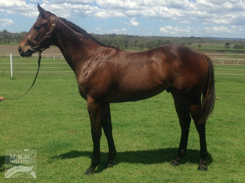 Chief Joseph (AUS) - photo 1